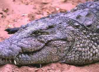 Crocodile Eyes